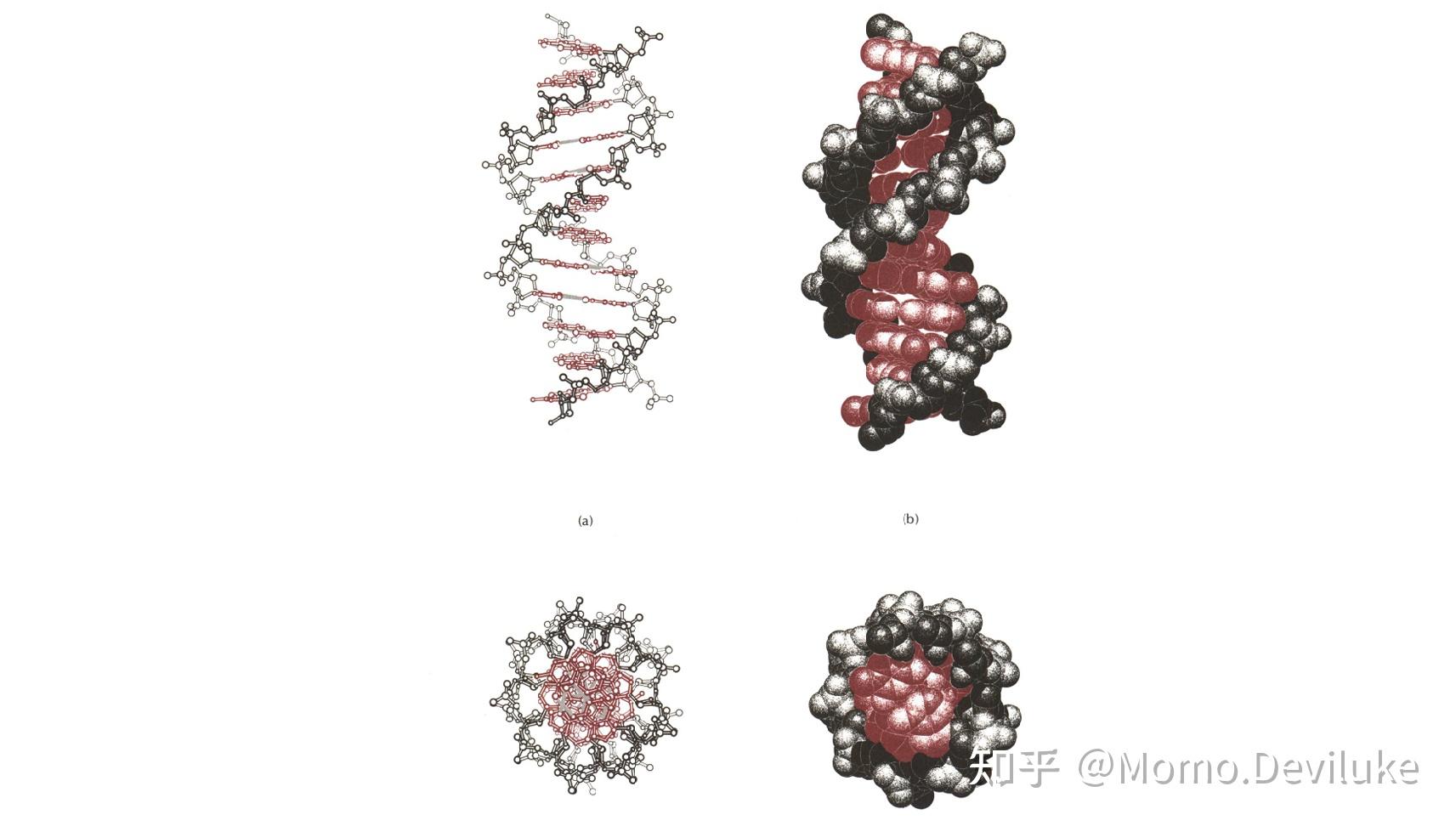生物偏门知识整理——C型/D型/E型-DNA - 知乎