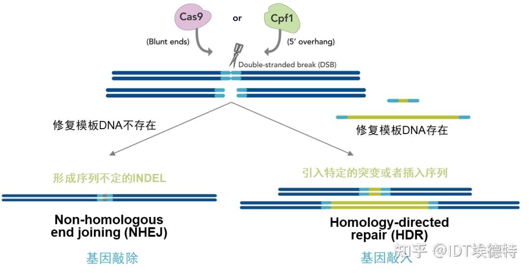 【技术干货】IDT Alt-R CRISPR HDR模板设计技巧 - 知乎