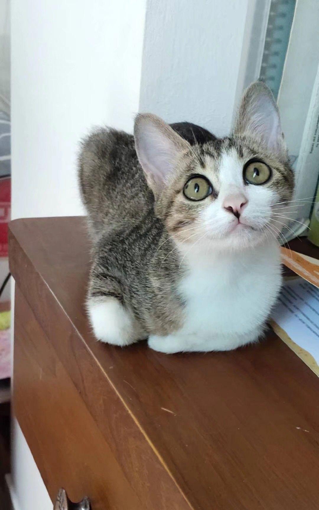 请问这个是什么品种的猫请看