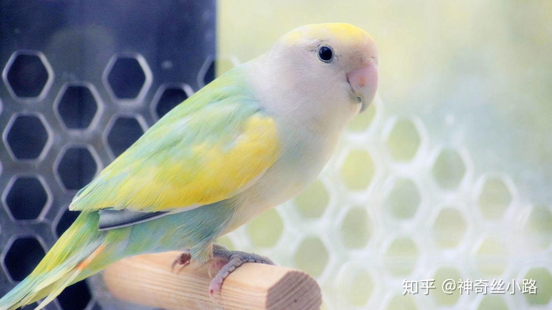 大家有养过牡丹鹦鹉的嘛都喜欢哪种品种呢