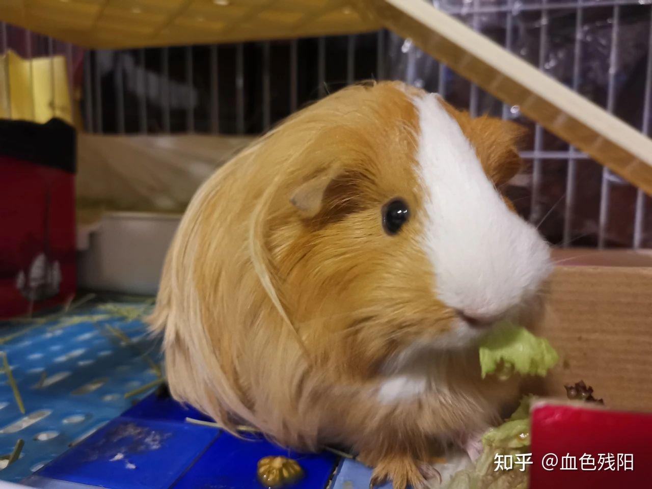 荷兰猪学名豚鼠，是典型的啮齿类动物，为啥被称作猪？ - 知乎