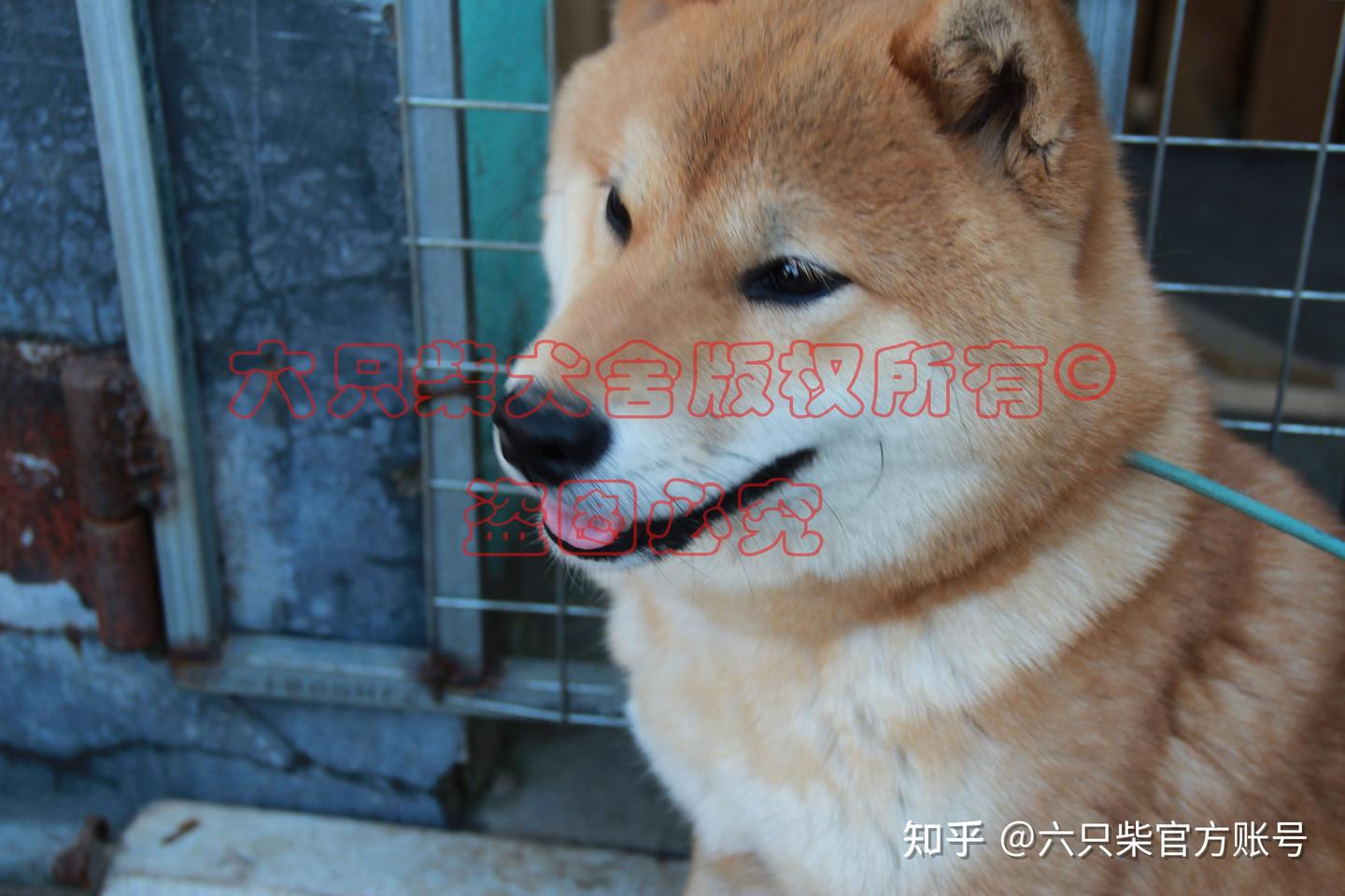 六只柴犬舍】柴犬的特点和性格是什么？如何看柴犬的品相？ - 知乎