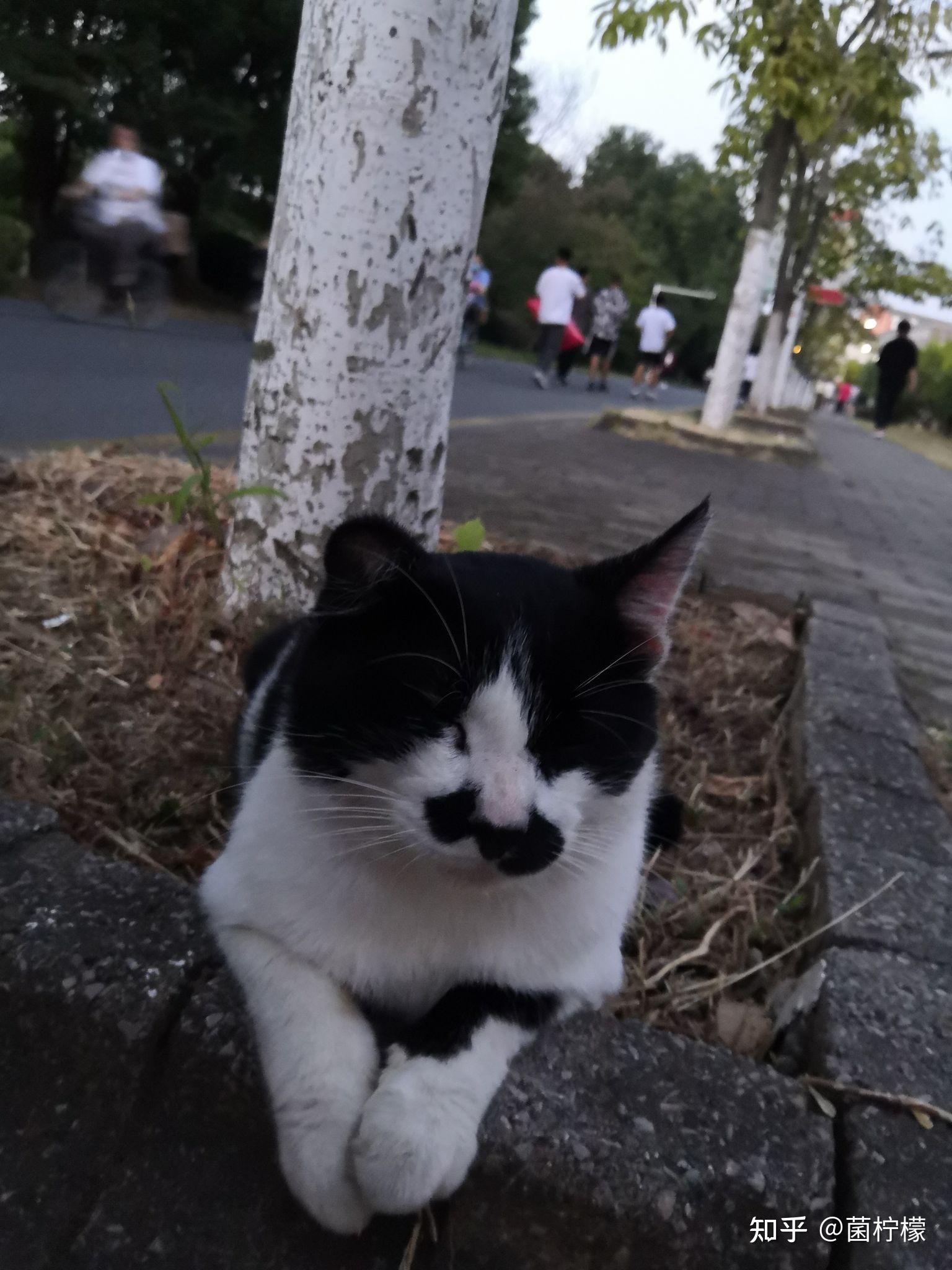 想看看丑丑的小猫咪有哪些丑萌丑萌的猫猫图看嘛