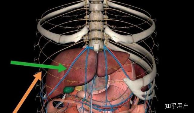 心窝在什么部位