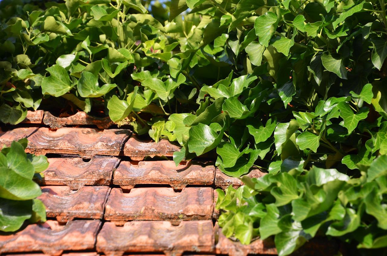 3. 施肥不当调整