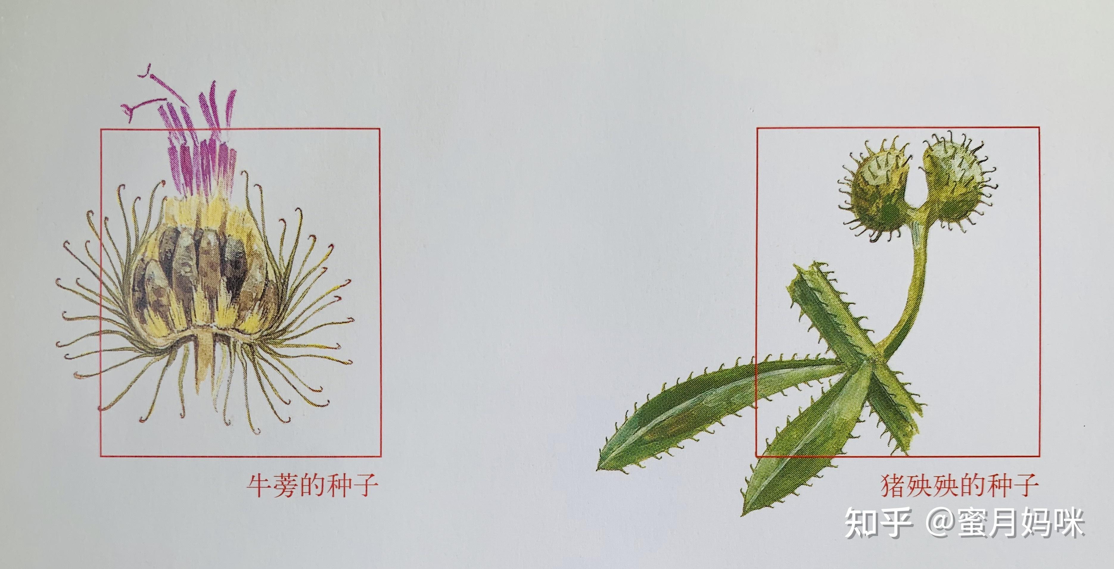 植物传播种子方式图画图片