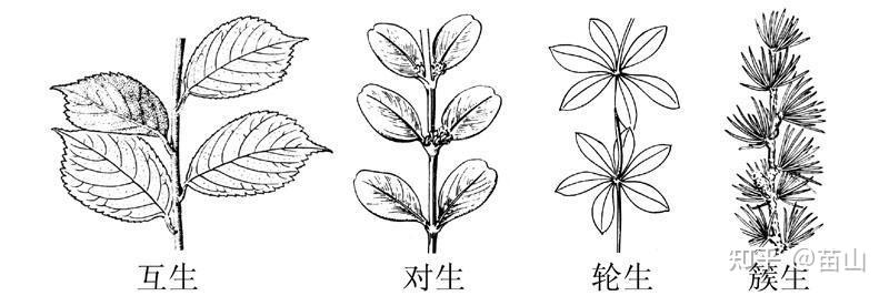 鹅掌楸的叶序是啥单叶互生还是轮生或者两者皆有