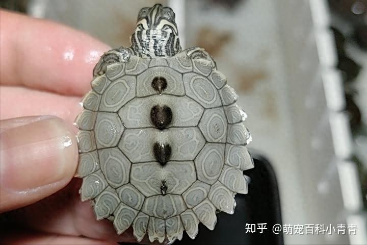 地图龟是什么龟?地图龟全方位科普介绍,一文搞懂地图龟方方面面 - 知乎