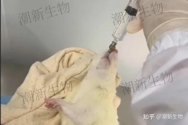 动物实验基础操作1.0 - 知乎