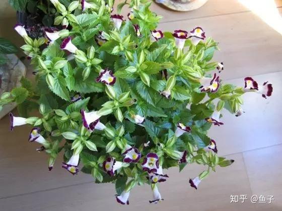 夏日花卉推荐:夏堇的鉴赏与栽培养护 - 知乎