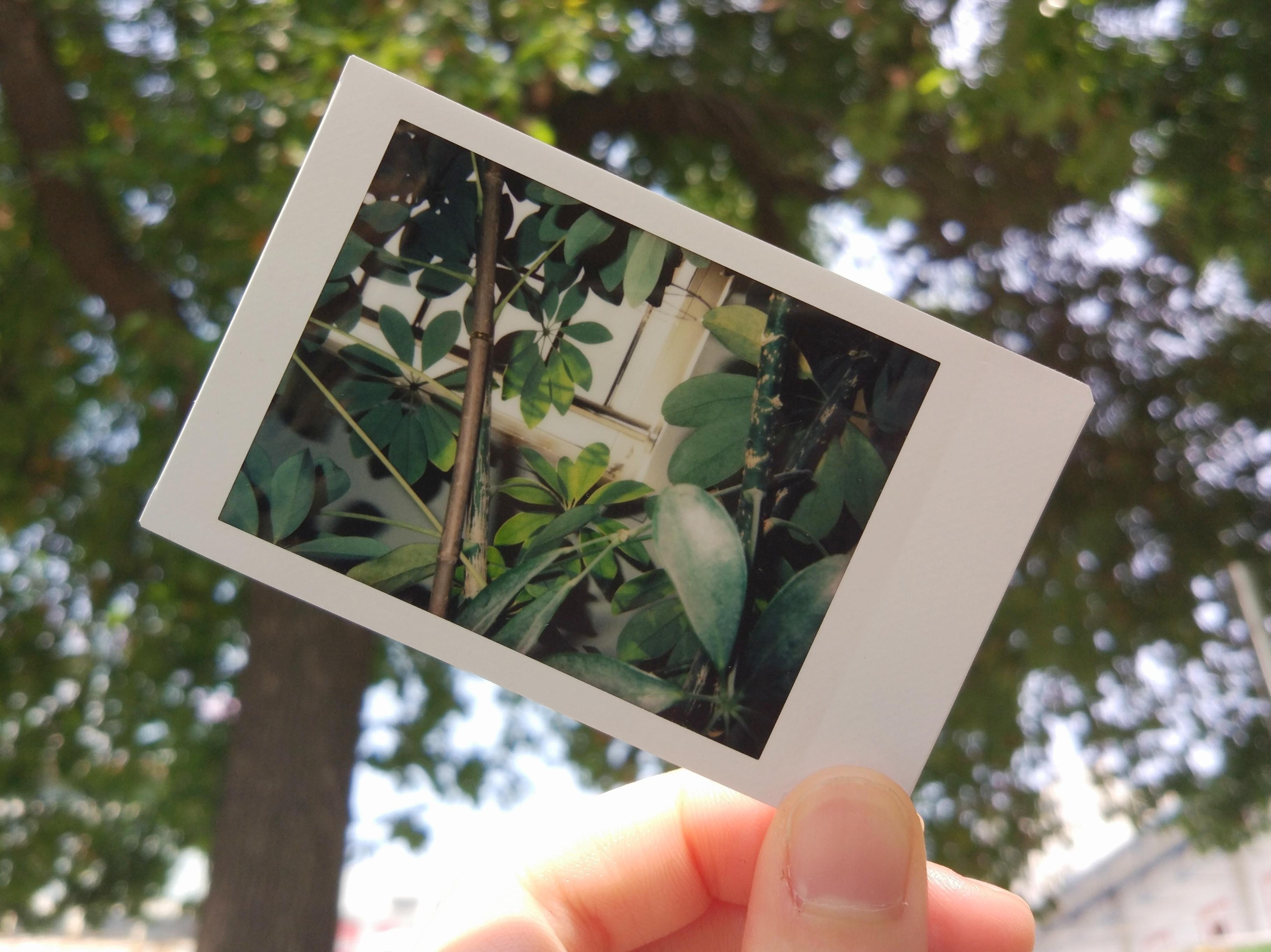 你用拍立得拍出了哪些你认为好看的照片? - 知乎