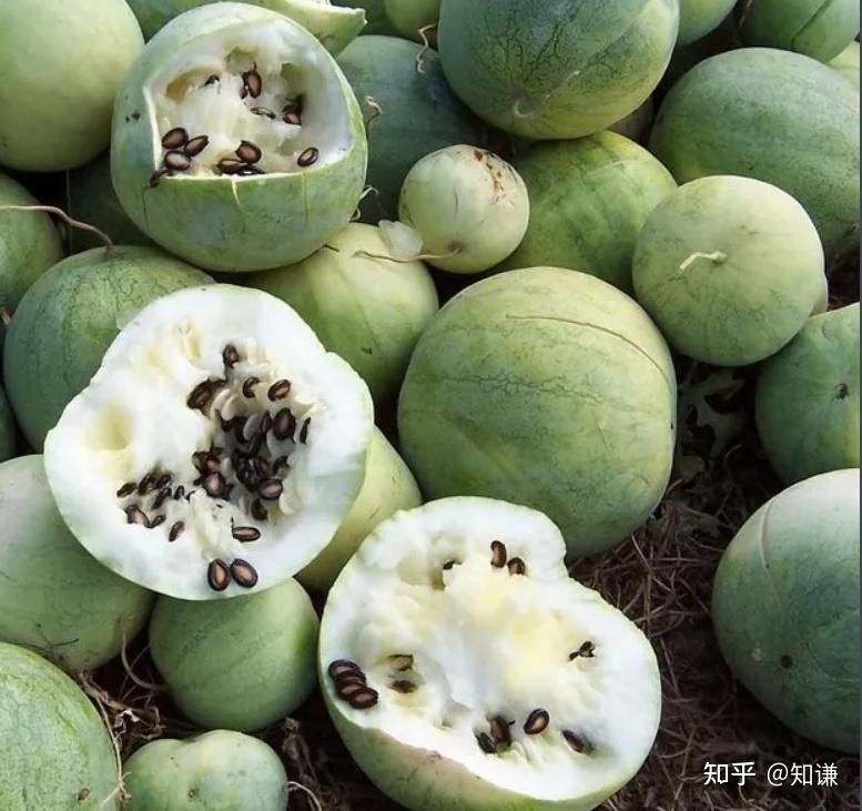 有东瓜、南瓜和西瓜，那么“北瓜”这个名字为什么没有流传开来？ - 知乎