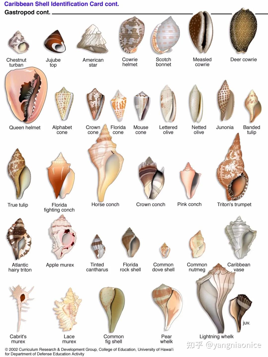 贝壳种类识别---网络搜索生态一窥 - 知乎