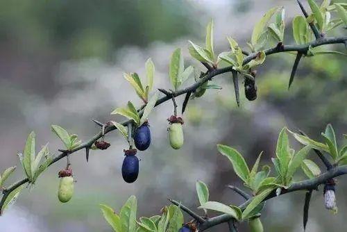 青刺果油在化妆品中的应用(保湿修护抗氧化) - 知乎