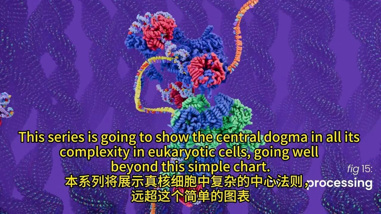 彻底解密DNA转录与mRNA剪接:动画揭秘生物学奥秘 - 知乎