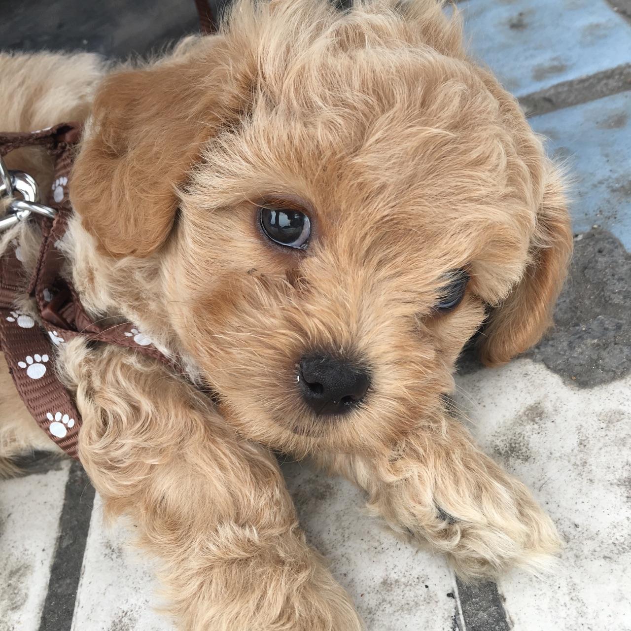 泰迪西施串串长大会好看吗? - 知乎