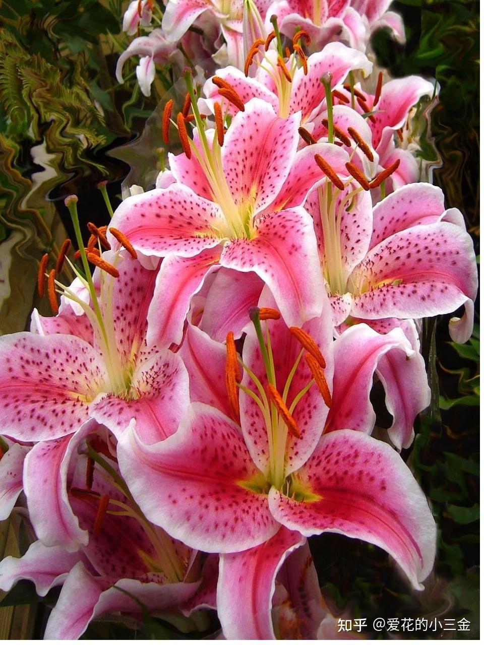 有人觉得百合花很臭吗? - 知乎