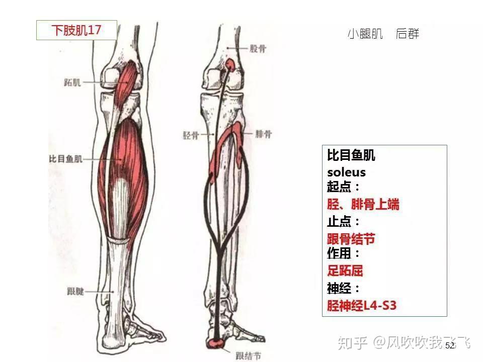 怎么瘦小腿并说出到底什么比目鱼肌和腓肠肌看了好多都不一样