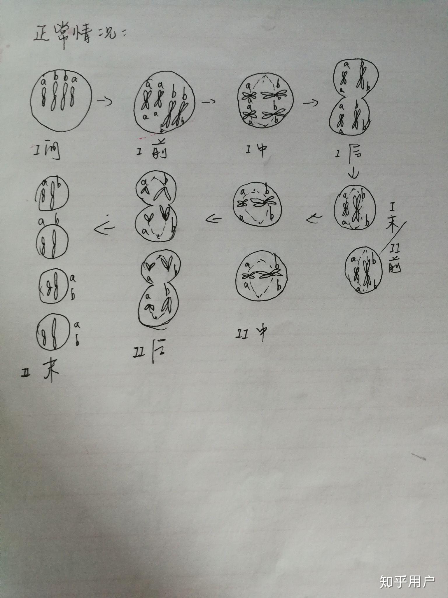 高中生物中,如果减数第一次分裂时同源染色体未分开,那么减数第二次