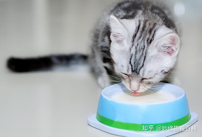 猫咪饮食清单:“要猫命”的5种食物和“放心喂”的5种食物 - 知乎