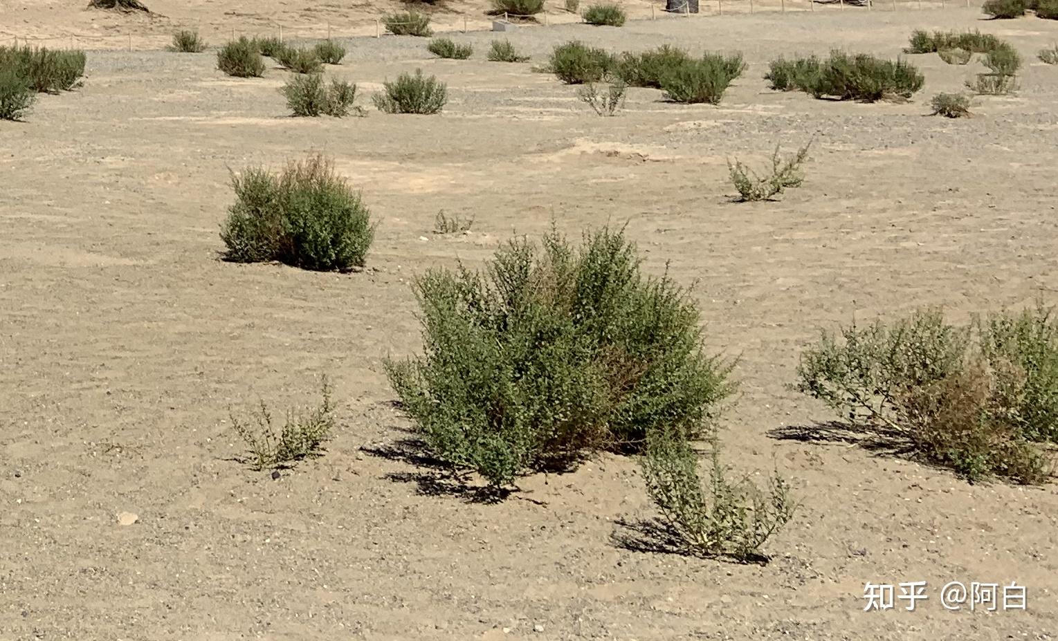 如何看待敦煌阳关林场万亩防护林遭剃光头式砍伐以葡萄园来作为替代品