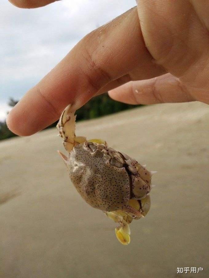 被螃蟹夹了以后有多痛?有什么更好的解决办法?