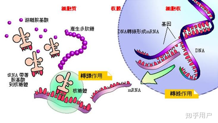 mrna,trna,rrna在翻译过程中是怎样参与的? - 知乎