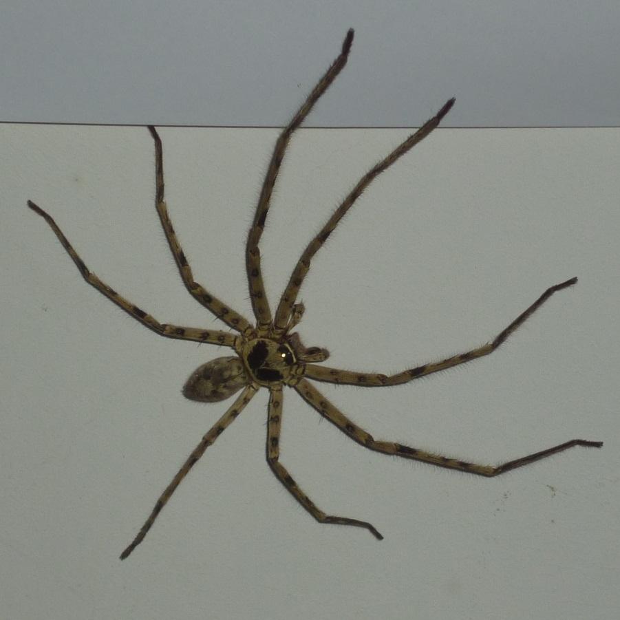 如何彻底消灭德国小蠊蟑螂