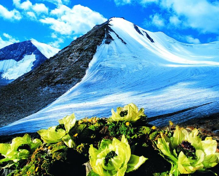 国家Ⅱ级保护濒危珍稀植物：天山雪莲频临灭绝- 知乎