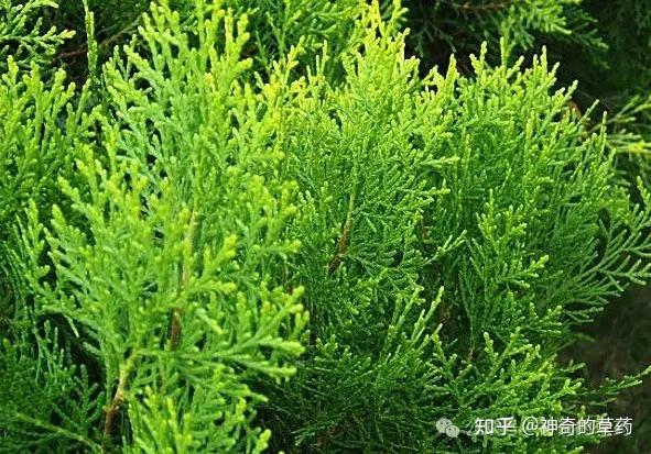 中药材:侧柏叶 - 知乎