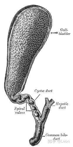 胆总管 Common bile duct - 知乎