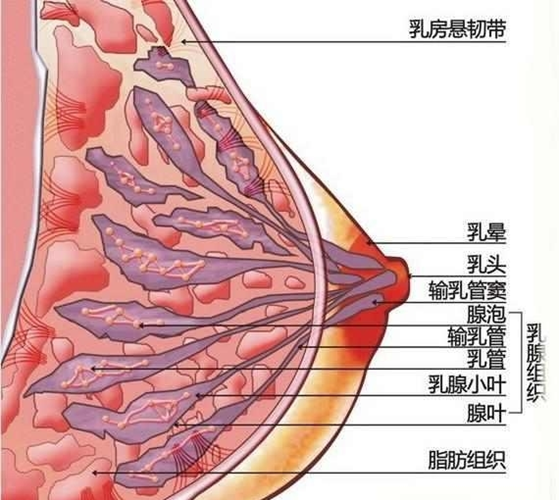 什么是乳头 女性 大小图片