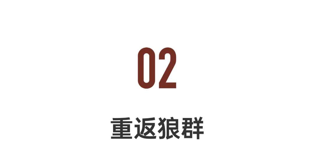 感动千万网友的故事再刷屏:她养大一匹狼,送它重返狼群_https://www.izongheng.net_快讯_第7张