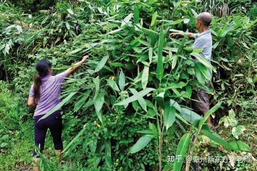 箬叶为什么取代菰叶成为现在主流的粽叶呢？ - 知乎