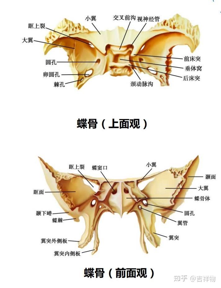系统解剖学笔记1-颅骨 - 知乎