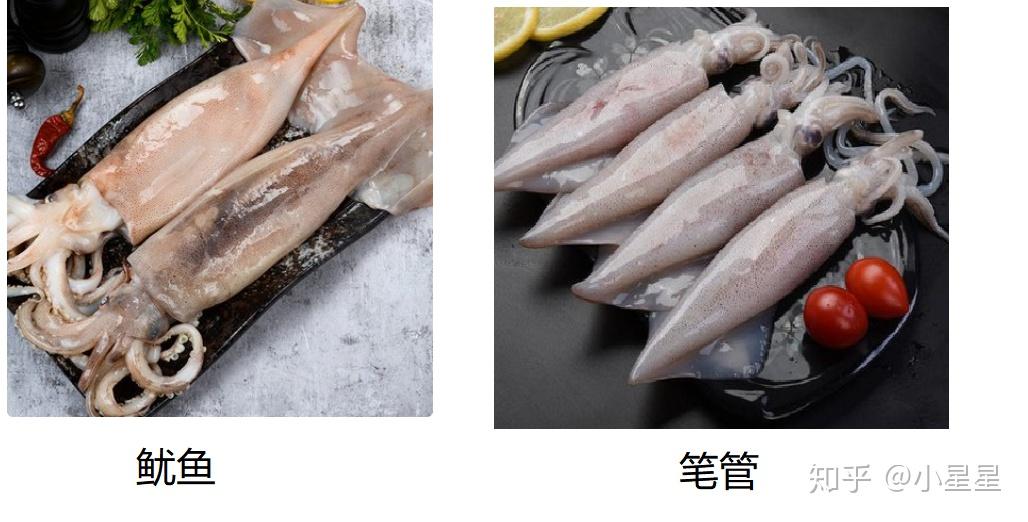 如何区分鱿鱼，八带，章鱼，笔管? - 知乎