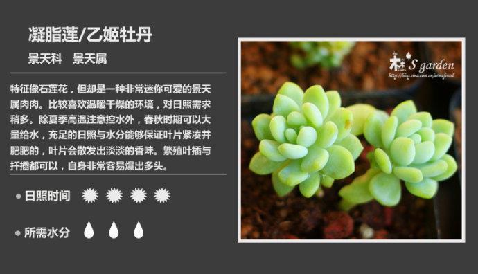 请教多肉的名字?