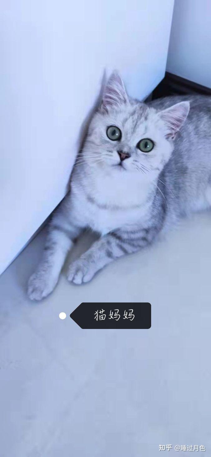 蓝白英短和银渐层交配会是什么颜色