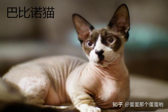 请问有没有推荐养的低敏猫