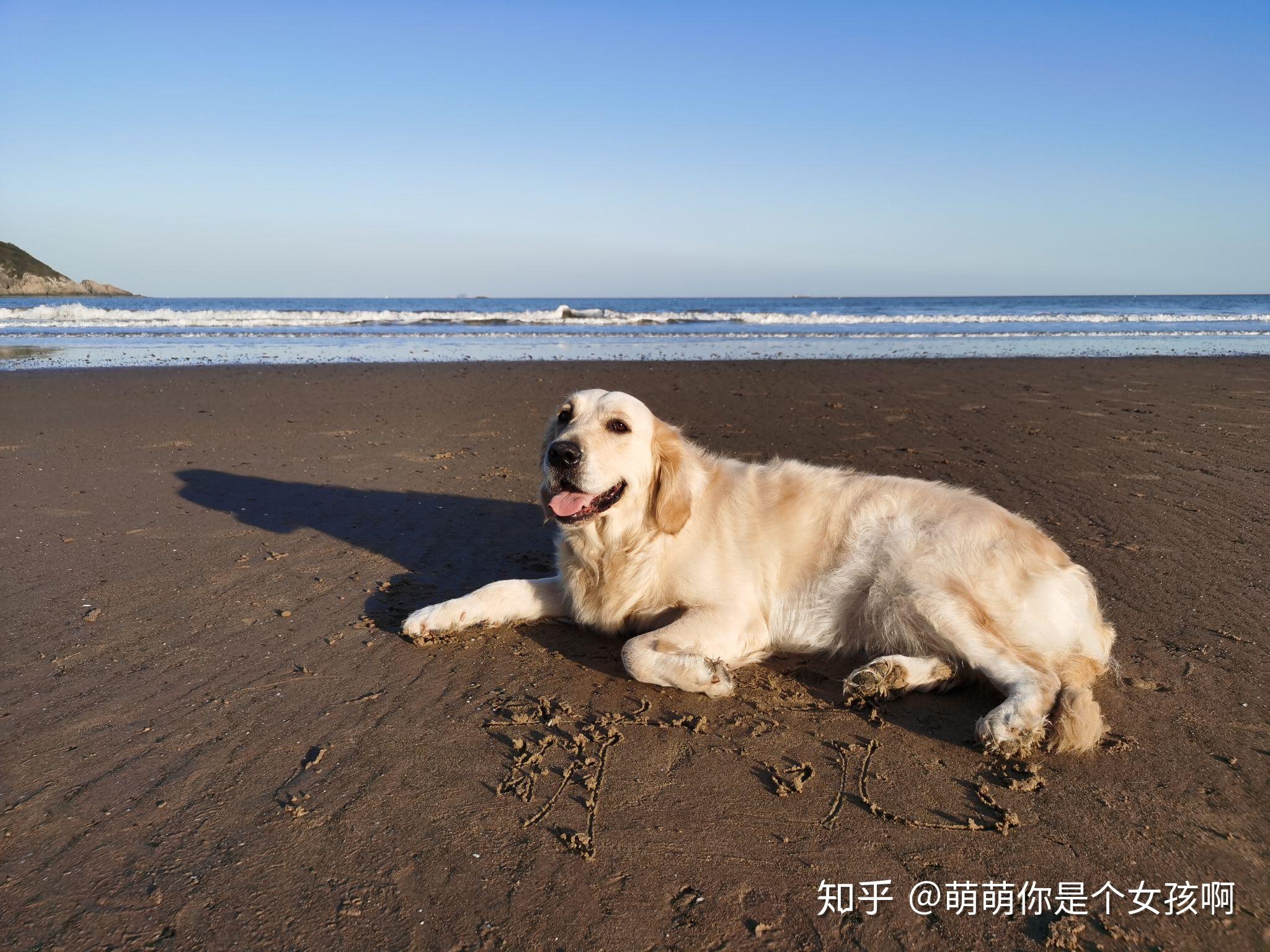 金拉串串为啥不值钱呢金公拉母