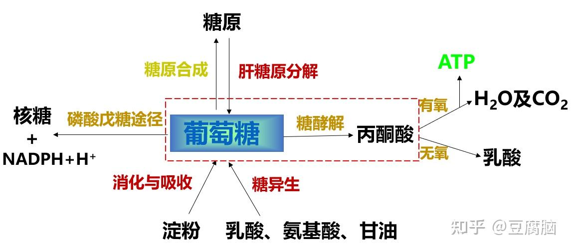 什么是糖酵解？ - 知乎