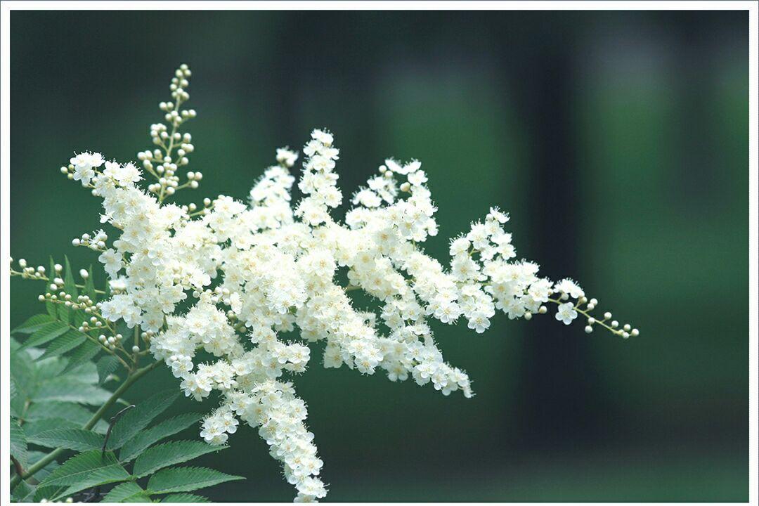有哪些罕见又美妙的植物? - 知乎