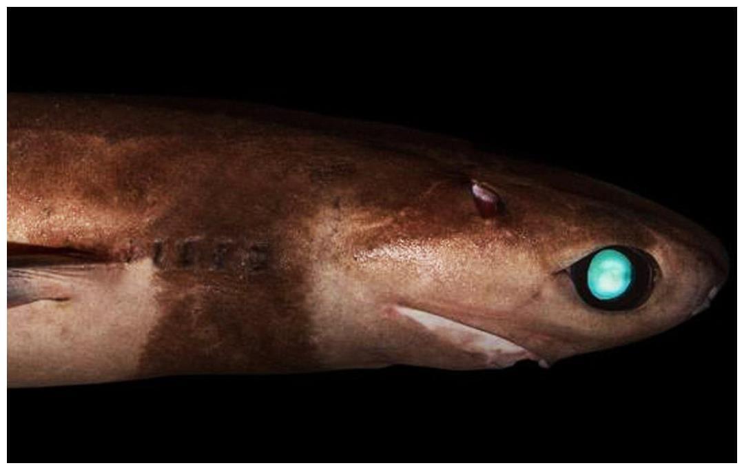 达摩鲨吃虎鲸(达摩鲨可以杀死鲸鱼吗)达摩鲨有多厉害  第36张