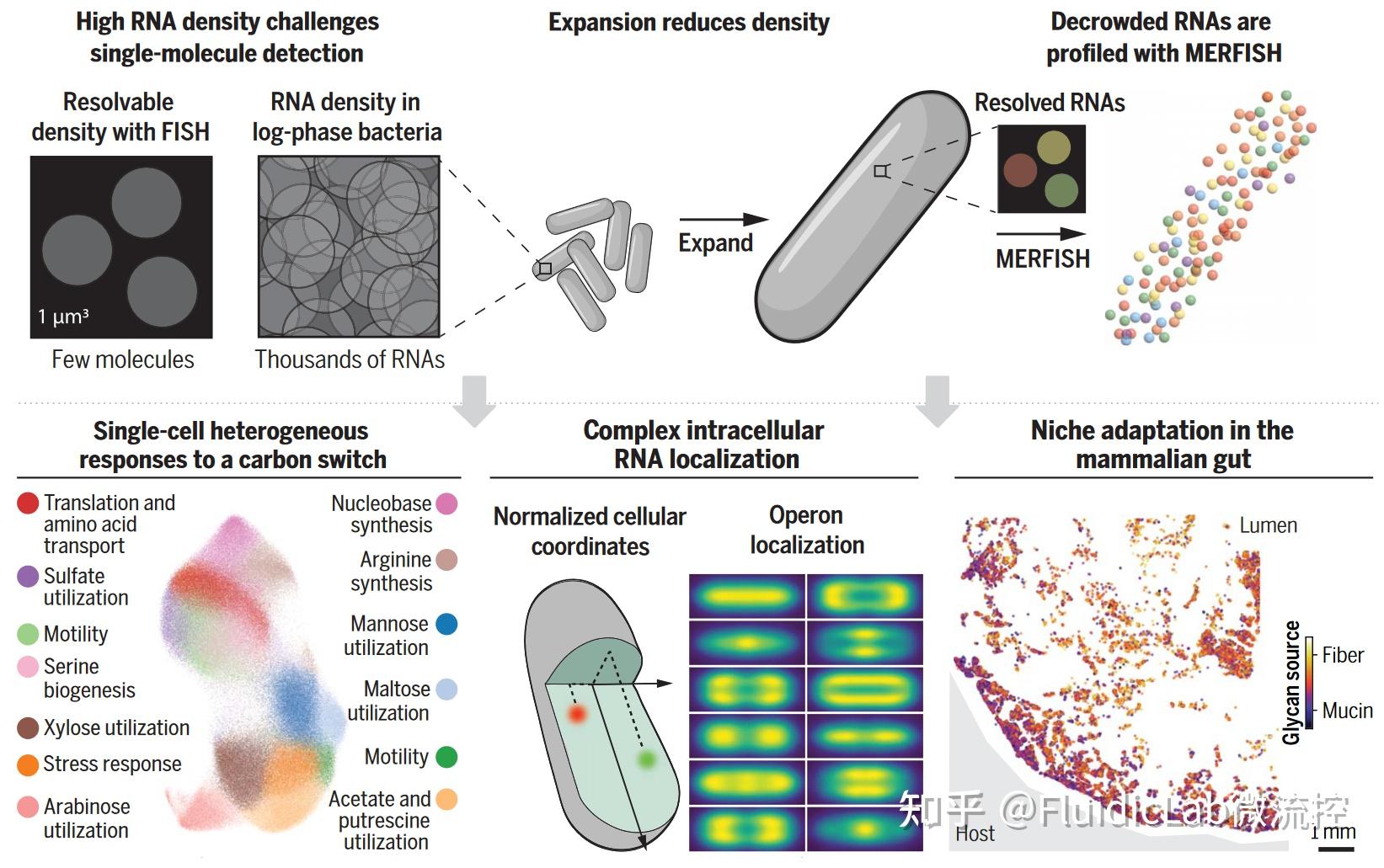 MERFISH：从单分子成像到空间转录组学的高通量探索 - 知乎