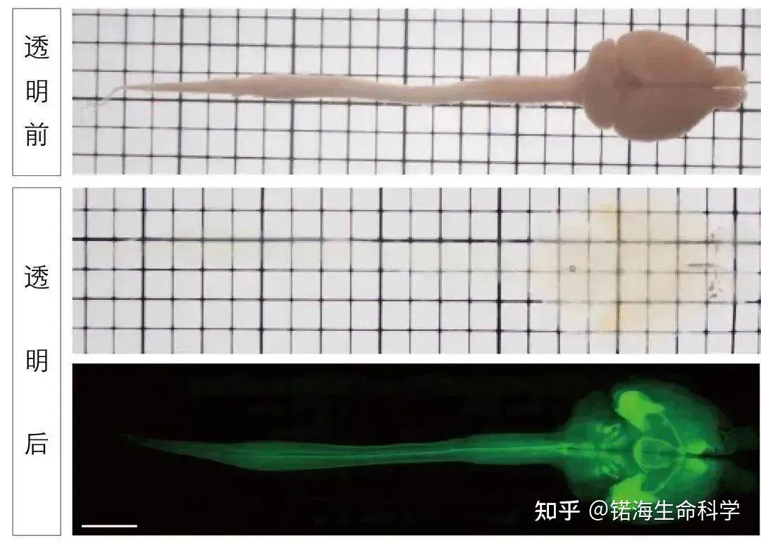 全新生物组织透明化试剂盒(水性)&生物组织膨胀试剂盒 - 知乎