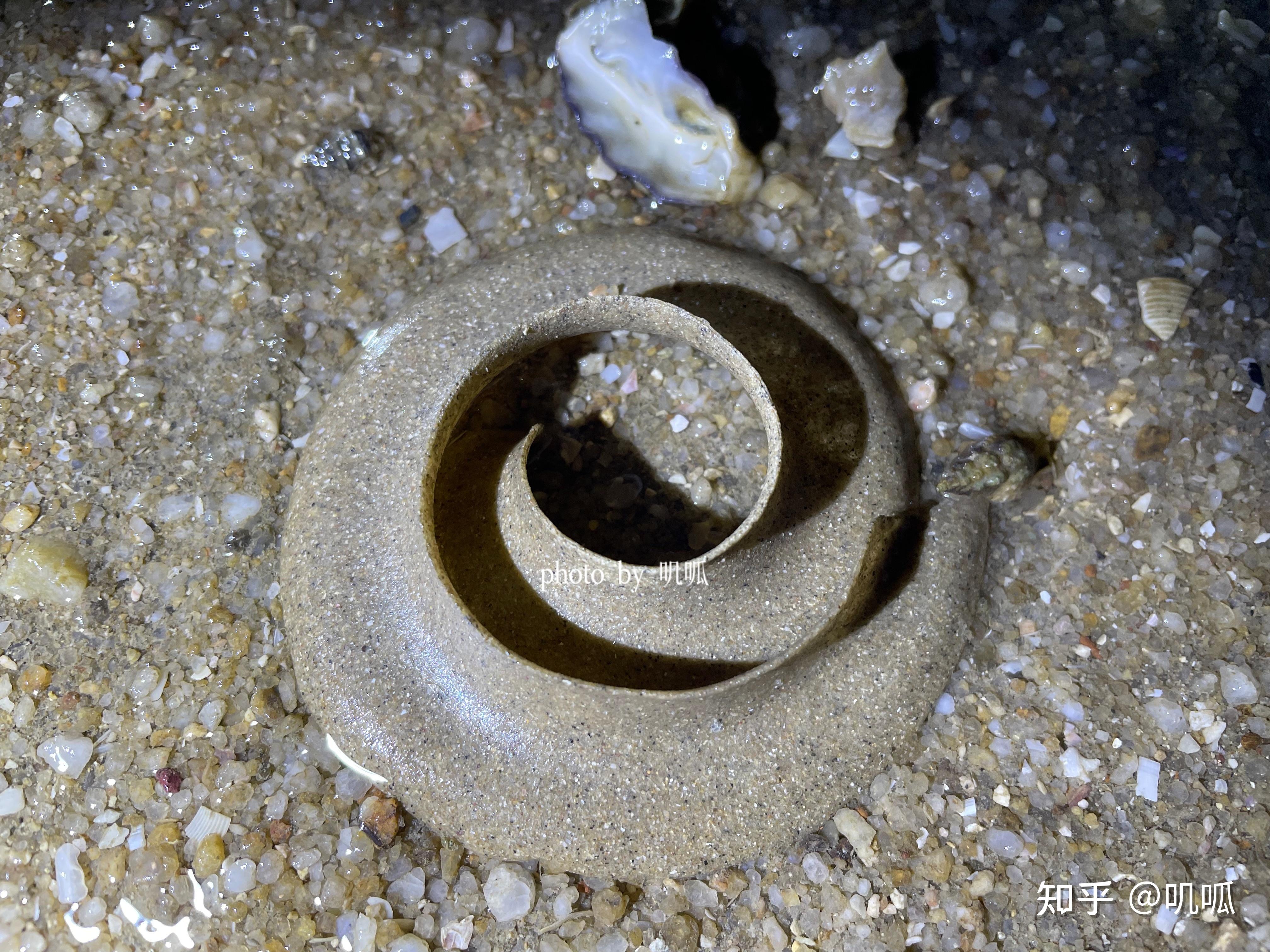 海边沙滩上透明的像果冻一样的是什么? - 知乎
