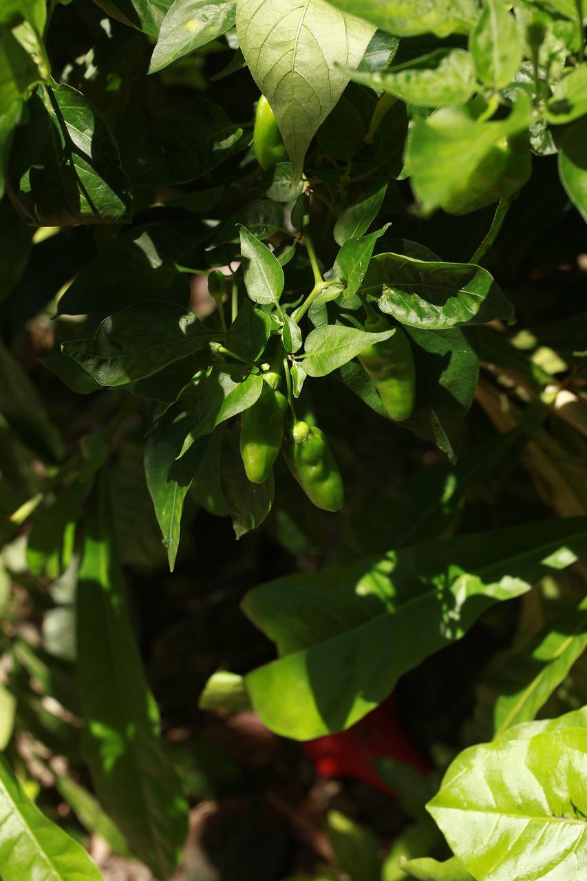 4. 药物残留问题