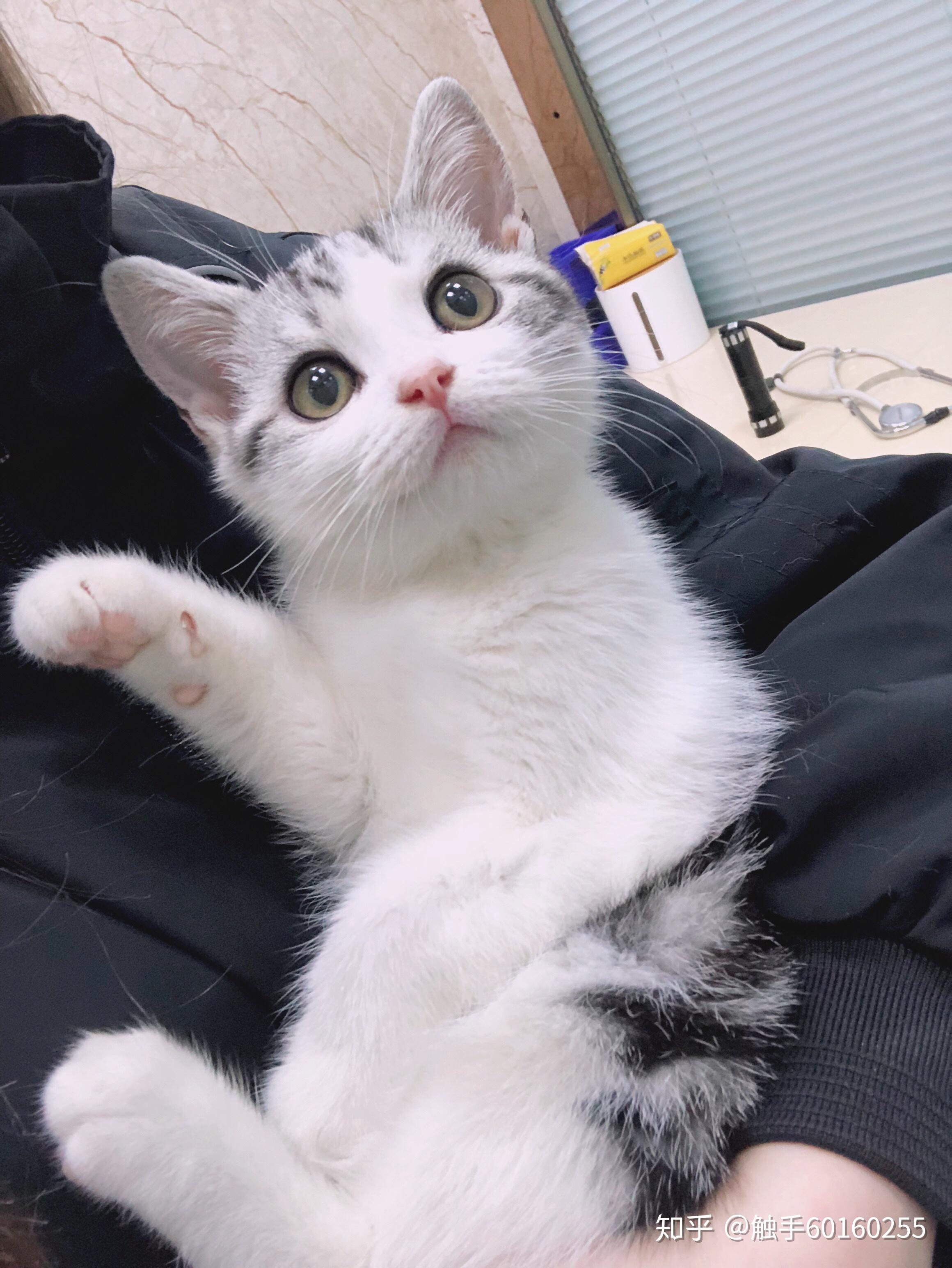 给我看看你们的美短加白吧谢谢