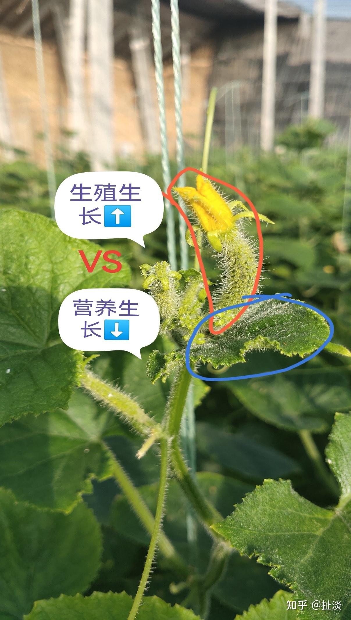 植物营养生长和生殖生长相互制约促进,请问生殖生长如何促进营养生长?