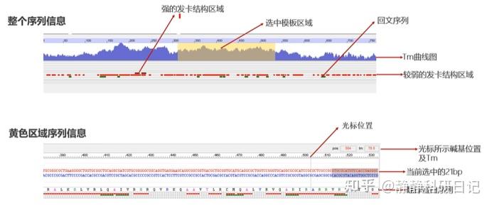 使用oligo7.0设计引物、评价引物以及如何尽量避免二聚体/发卡结构的产生 - 知乎